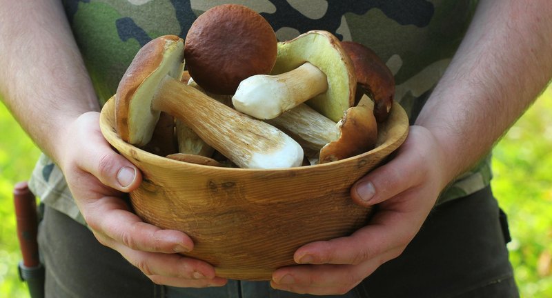 Najboljši kraji za nabiranje gob v Sloveniji: kje in kako jih najti + katere so najbolj okusne?