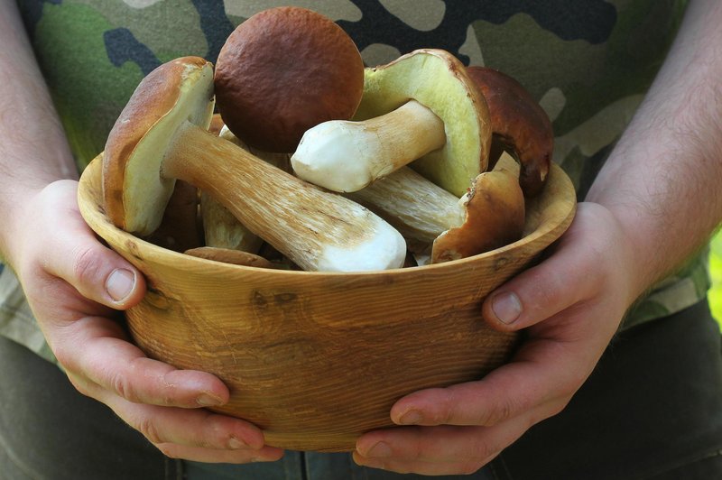 Gozdovi Notranjske, predvsem okoli Bloške planote, so bogati z gobami, kot so jurčki, lisičke, dežnikarice in sirovke. (foto: Profimedia)