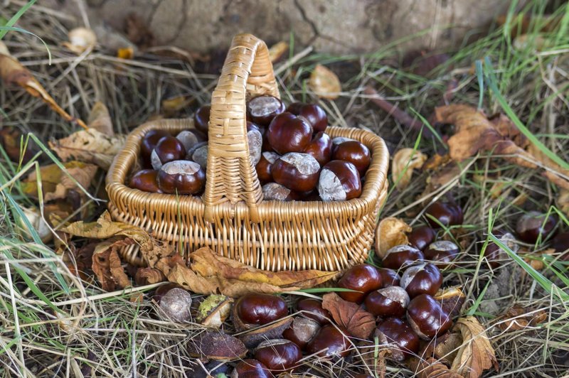 Po slovenskih gozdarskih predpisih je omejitev za nabiranje plodov, vključno s kostanjem, do 2 kg na osebo na dan. (foto: profimedia)