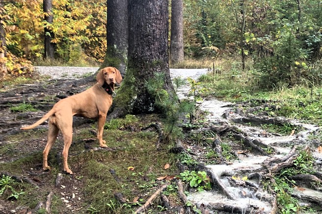 Najlepši jesenski pohodi v sloveniji