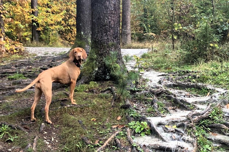 Slovenija je jeseni čudovita destinacija za družinske izlete, saj ponuja barvite pokrajine, prijetno vreme in številne aktivnosti v naravi. (foto: T.L.)