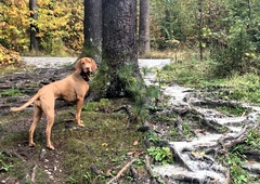 5 izletov v Sloveniji za vso družino, ki so posebno lepi jeseni