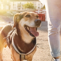 Zakaj vam pes voha mednožje? Veterinarji imajo razlago za to nenavadno vedenje