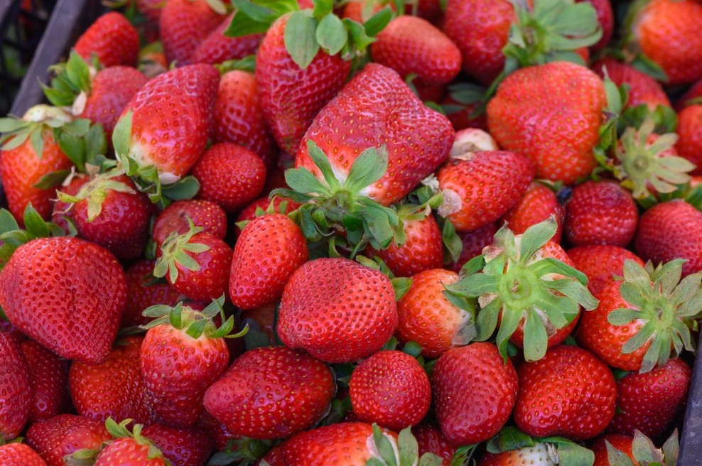 Kaj jagode naredijo vašemu telesu? Presenetilo vas bo, kaj vsebuje le 100 gramov tega sadja (foto: Profimedia)