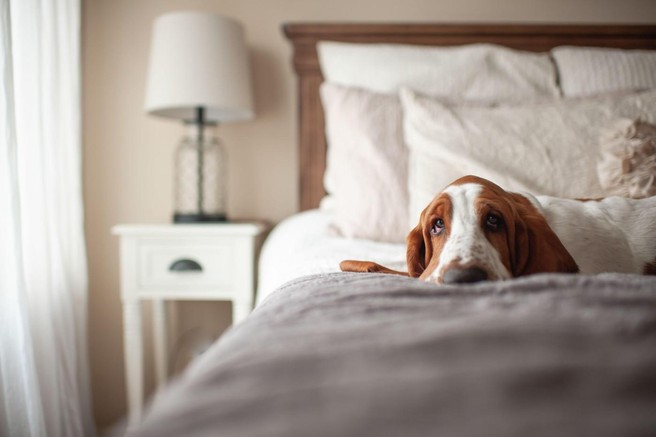 pes postelja svarilo zdravje veterinar