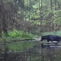 Kamera v gozdu posnela prizor, ki je zmedel tudi znanstvenike (VIDEO)