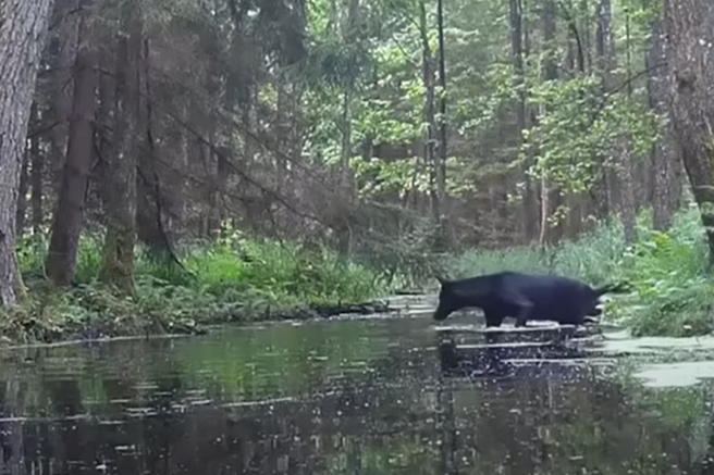 Kamera v gozdu posnela prizor, ki je zmedel tudi znanstvenike (VIDEO)
