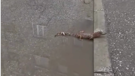 Sredi mesta našli... Krokodila! Domačini niso mogli verjeti svojim očem (VIDEO)