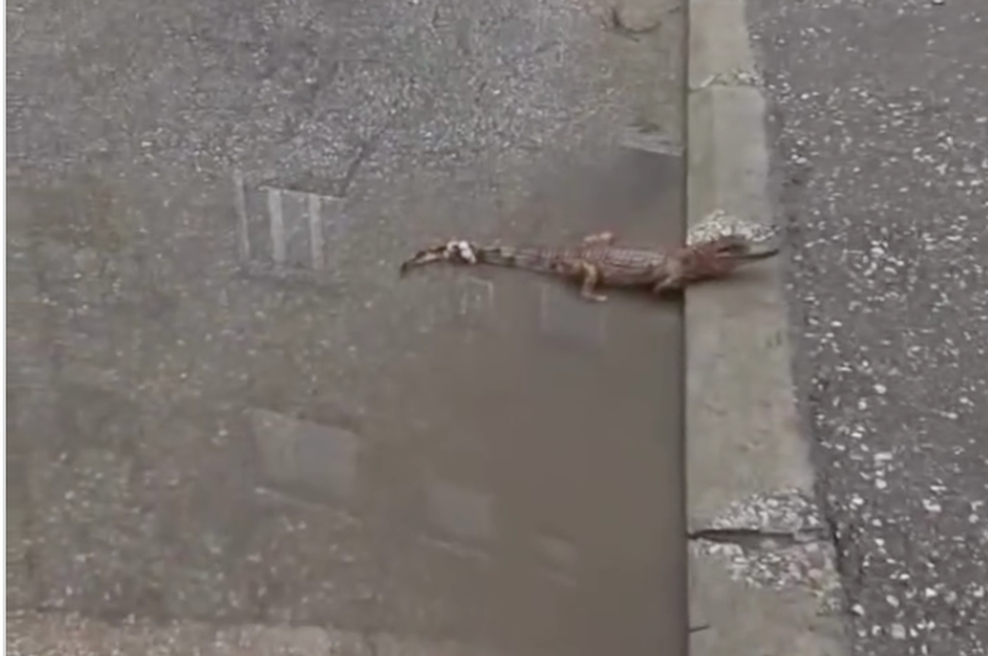 Sredi mesta našli... Krokodila! Domačini niso mogli verjeti svojim očem (VIDEO) (foto: Instagram @zooplanetnis (Posnetek zaslona))
