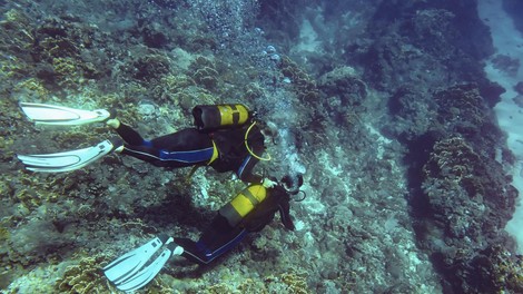 velika plamenka potapljač smrt brazilija morje tragedija