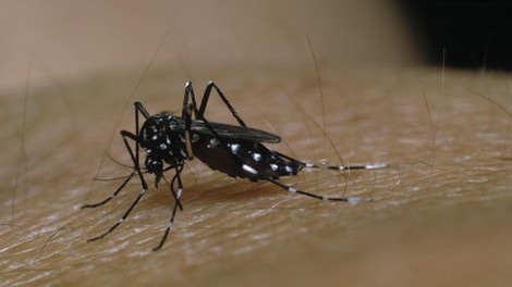 Kako odgnati komarje, ose in muhe? Pomagajte si s tem preprostim, poceni in učinkovitim trikom