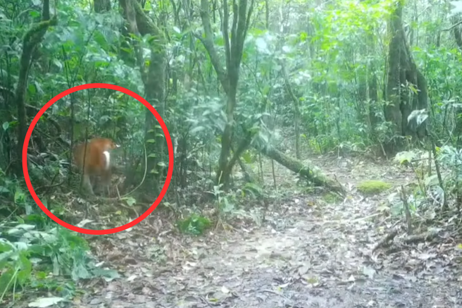 azijska zlata mačka