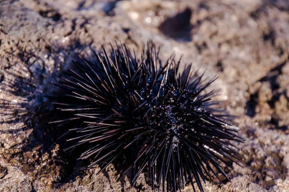 Kako odstraniti bodice morskega ježka in kaj se zgodi, če tega ne storite? (foto: Profimedia)