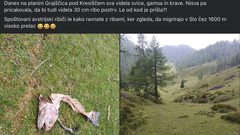V slovenskih gorah ju je pričakal osupljiv prizor: "Nisva pričakovala, da bova videla..."