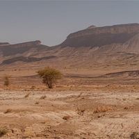 Znanstveniki osupli nad novim odkritjem: "Česa takega še nismo videli pri nobeni drugi živali"