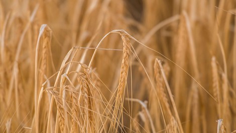 To poceni žito vas založi s kolagenom, gladi gube, krepi srce in kosti, obenem pa blagodejno vpliva na prebavo