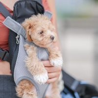 Slovencu je prekipelo: "Čakam samo še na dan, ko bo kdo zahteval otroški dodatek za psa ..."