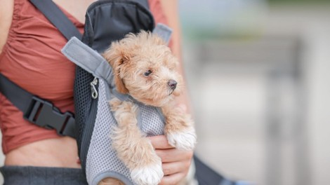 Slovencu je prekipelo: "Čakam samo še na dan, ko bo kdo zahteval otroški dodatek za psa ..."