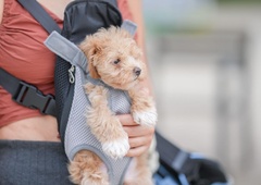 Slovencu je prekipelo: "Čakam samo še na dan, ko bo kdo zahteval otroški dodatek za psa ..."