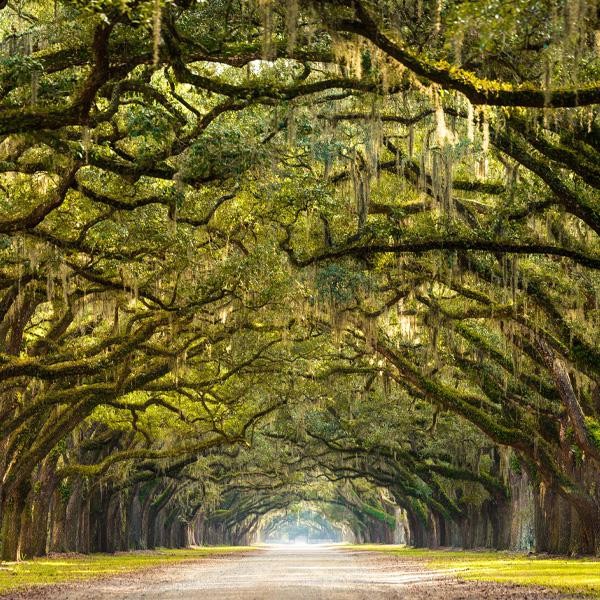 4 Če ste izbrali pot med krošnjami, ste nenavadni - vendar na dober način. Pot med krošnjami ni prva izbira …