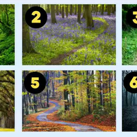 Katero gozdno pot ste izbrali? Psihološki test, ki razkriva vašo osebnost