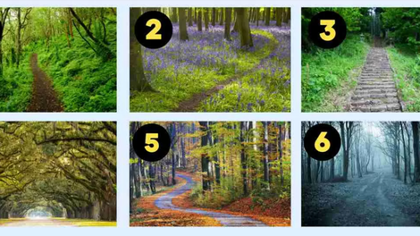Katero gozdno pot ste izbrali? Psihološki test, ki razkriva vašo osebnost