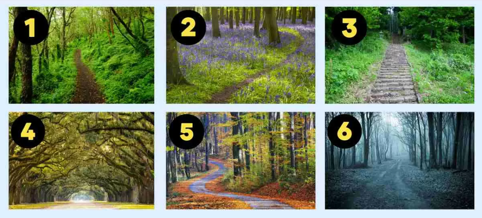 Dobro si oglejte šest gozdnih poti. Katera vam je najbolj všeč? Kliknite naprej, če želite izvedeti, kaj vaša izbira razkriva …