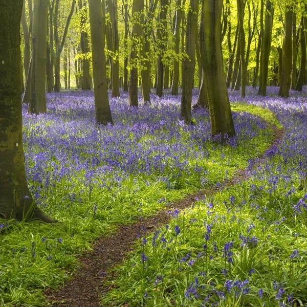 2 Če ste izbrali najbolj pisano in najmanj nevarno gozdno pot, ste prijazna in nežna duša. Obožujete naravo in znate …