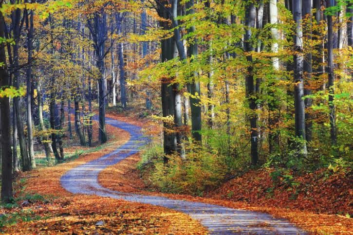 5 Pisana jesenska pot, posuta z listjem in obsijana s soncem je izbira za mediatorje. Ste pošteni, skromni in zelo …