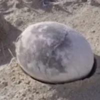 Arheologi kopali po zemlji in našli - jajce! Ko so ugotovili, čigavo je, so skoraj popadali na zadnjo plat