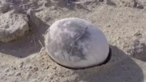 dinozaver, jajce, zgodovina, arheologija, Argentina, kreda, Patagonija, živali