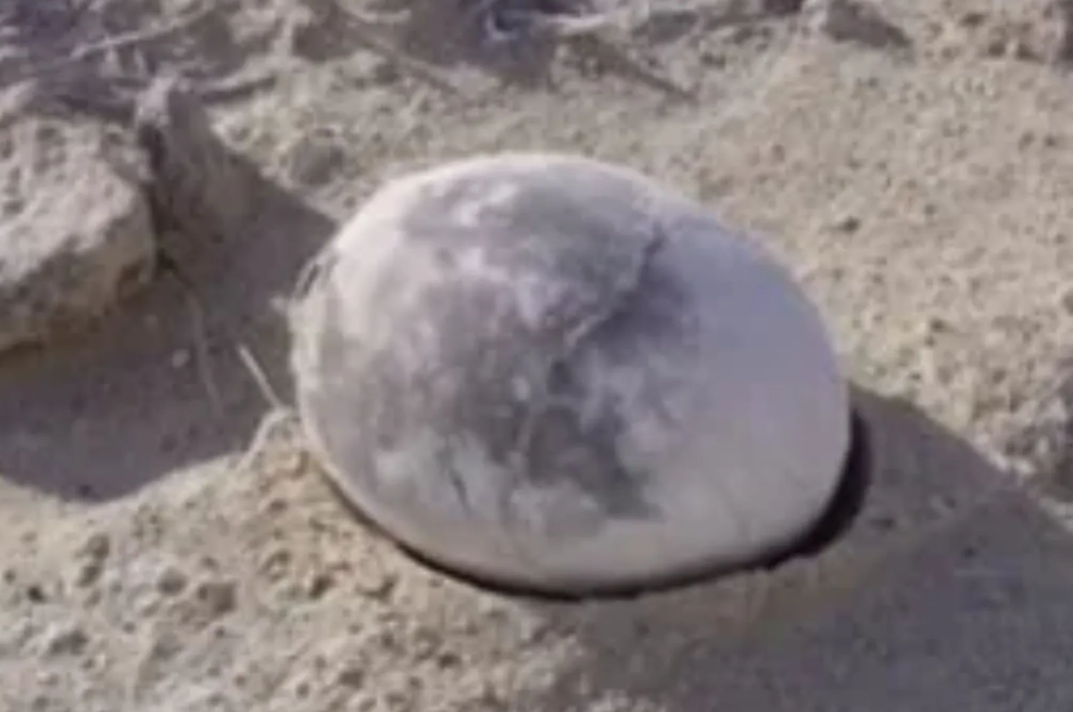 Arheologi kopali po zemlji in našli - jajce! Ko so ugotovili, čigavo je, so skoraj popadali na zadnjo plat (foto: YouTube/posnetek zaslona)