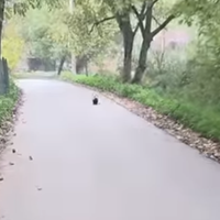 Moški se je sprehajal ob reki in obstal kot vkopan: kljub šoku prijel za telefon in posnel, kaj je prišlo iz grmovja (VIDEO)