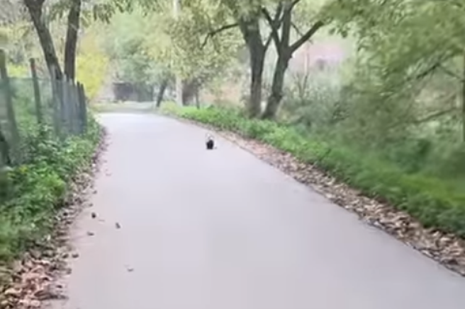 Valjevo Srbija žival moški sprehod reka jazbec živali