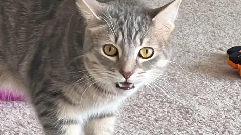 Maček je ugriznil sostanovalca, odziv njegove lastnice pa je postal spletna senzacija