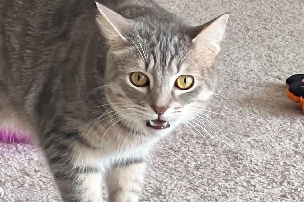 Maček je ugriznil sostanovalca, odziv njegove lastnice pa je postal spletna senzacija (foto: Reddit / Posnetek zaslona)