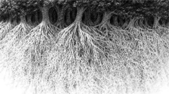 Korenine Če ste najprej opazili korenine, ste zelo organizirana oseba, ki posveča veliko pozornosti podrobnostim, ki jih drugi pogosto spregledajo. …