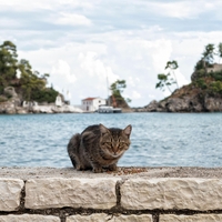 S samotnega otoka so odstranili 131 potepuških mačk: kar je sledilo, je osupnilo vse