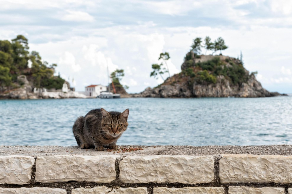 S samotnega otoka so odstranili 131 potepuških mačk: kar je sledilo, je osupnilo vse (foto: Profimedia)