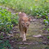 Kako preprečiti mačkam, da bi opravljale potrebo na vašem vrtu? To je preprosta in prijazna metoda, ki deluje