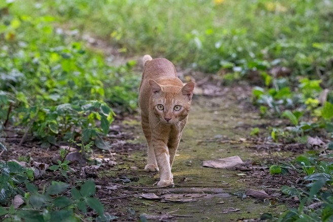 Kako preprečiti mačkam, da bi opravljale potrebo na vašem vrtu? To je preprosta in prijazna metoda, ki deluje