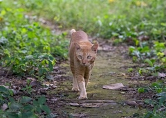 Kako preprečiti mačkam, da bi opravljale potrebo na vašem vrtu? To je preprosta in prijazna metoda, ki deluje