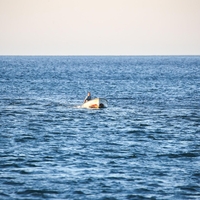 Moški ribaril v morju pri Savudriji: ko je pogledal v vodo, ga je spreletel srh, vse je posnel s telefonom