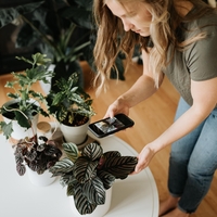 Zakaj rastline ovenijo, ko vključimo ogrevanje? Težava v resnici ni toplota, temveč to