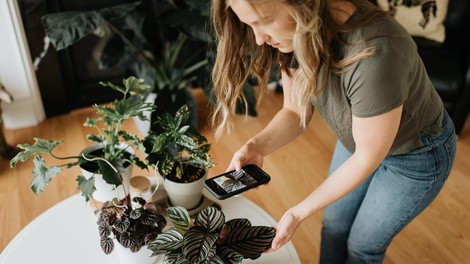 Zakaj rastline ovenijo, ko vključimo ogrevanje? Težava v resnici ni toplota, temveč to