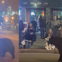 Panika na božičnem sejmu: med obiskovalci se je sprehodil medved (VIDEO)