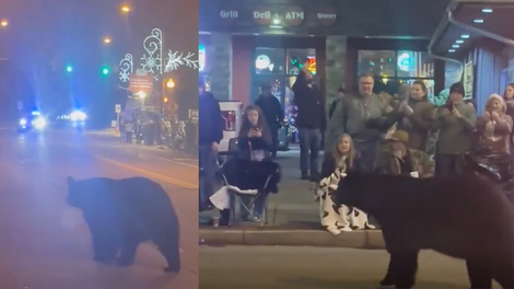 Panika na božičnem sejmu: med obiskovalci se je sprehodil medved (VIDEO)