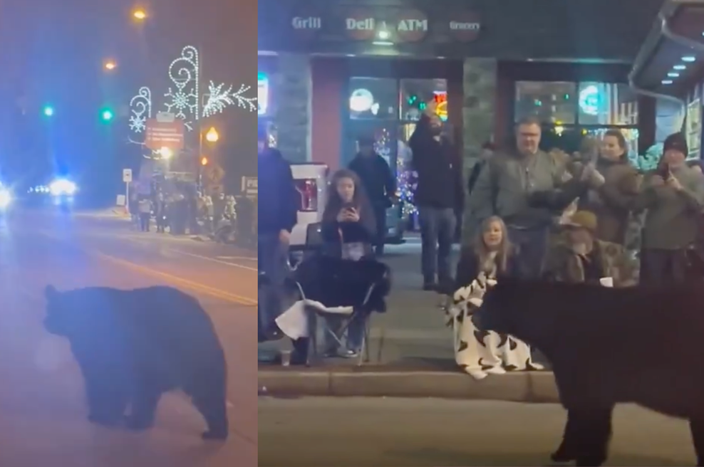 Panika na božičnem sejmu: med obiskovalci se je sprehodil medved (VIDEO) (foto: X / Posnetek zaslona)