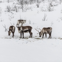 Turiste opozarjajo na zimski trend, ki vas lahko drago stane: če se odpravljate na pot, bodite pazljivi