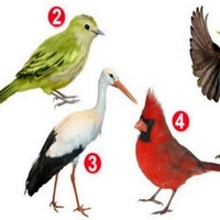 Psihološki test: izberite ptico, ki vam je najbolj všeč, in odkrijte, kaj vas dela posebne
